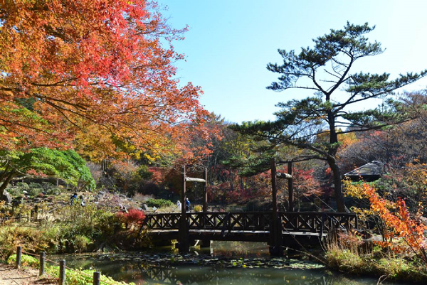 六甲高山植物園 市街地よりも一足早い 紅葉 が色づき始めました 阪神電気鉄道株式会社のプレスリリース
