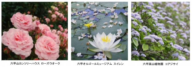 六甲山の花々