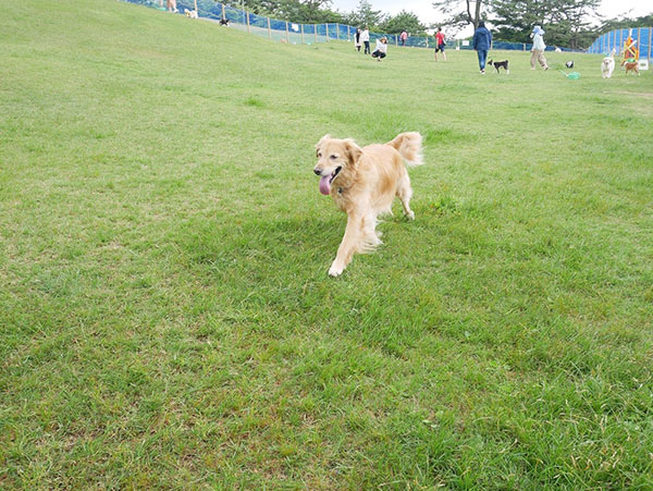 愛犬と過ごす秋の六甲山カンツリーハウス 六甲山のドッグラン 開催 9月7日 土 11月4日 月 休 の土曜 日曜 祝日 阪神電気鉄道株式会社のプレスリリース