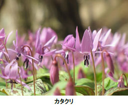 六甲高山植物園 春の花々を満喫 春の花スタンプラリー 開催 阪神電気鉄道株式会社のプレスリリース