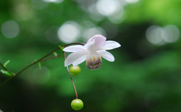 六甲高山植物園 林床に咲く涼しげな 花日本の固有種 レンゲショウマが見頃です 阪神電気鉄道株式会社のプレスリリース