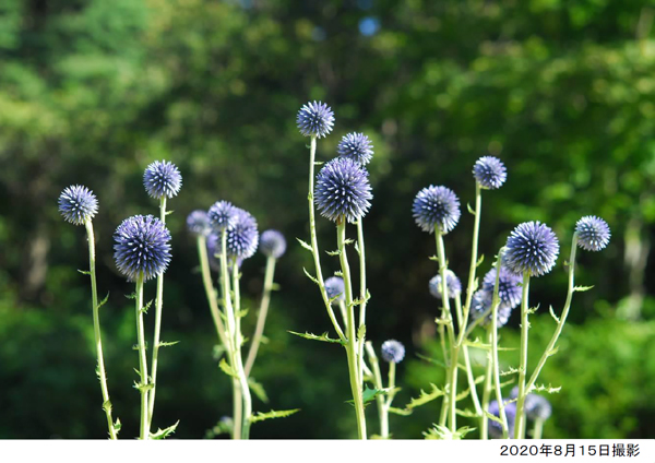 六甲高山植物園 絶滅が危惧される貴重な花 「ヒゴタイ」8月下旬