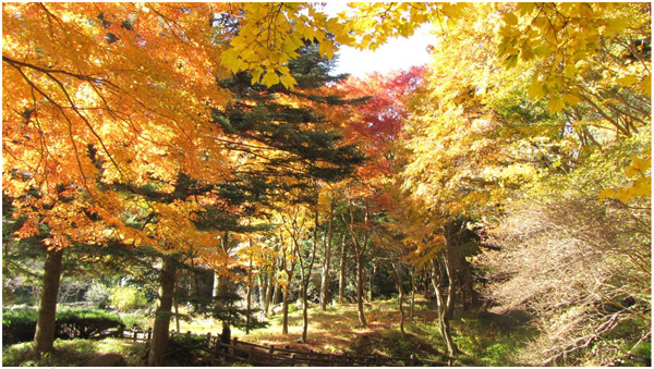 六甲高山植物園 赤 黄 橙の色の共演 紅葉 が一足早く見頃を迎えました 阪神電気鉄道株式会社のプレスリリース