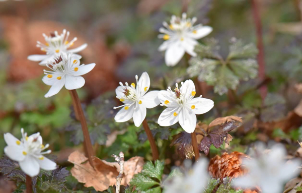 六甲高山植物園 冬季特別開園 プレオープン 雪を割って咲くバイカオウレンの群落 阪神電気鉄道株式会社のプレスリリース