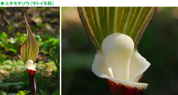 六甲高山植物園 ユニークな姿の人気者 珍奇植物 ユキモチソウ が見頃です 阪神電気鉄道株式会社のプレスリリース