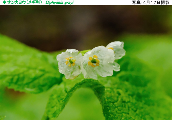 六甲高山植物園 雨に濡れると透ける花 サンカヨウ が開花しました 阪神電気鉄道株式会社のプレスリリース