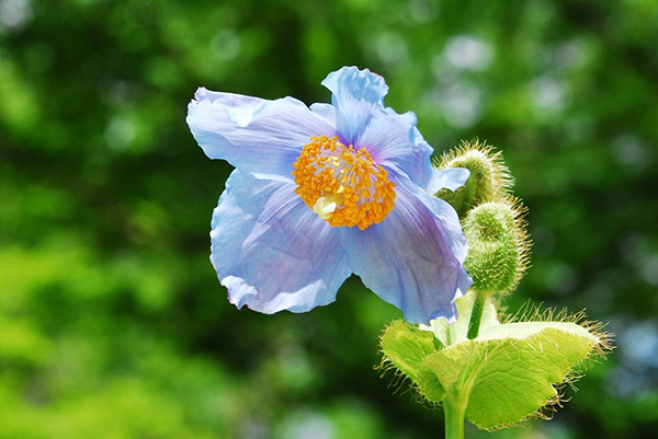 六甲高山植物園 秘境に咲く神秘の花 ヒマラヤの青いケシ が見頃を迎えました 阪神電気鉄道株式会社のプレスリリース