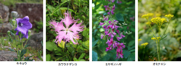 六甲高山植物園 8月7日 土 は 立秋 オミナエシ ハギ ナデシコなど 秋の七草が開花 阪神電気鉄道株式会社のプレスリリース