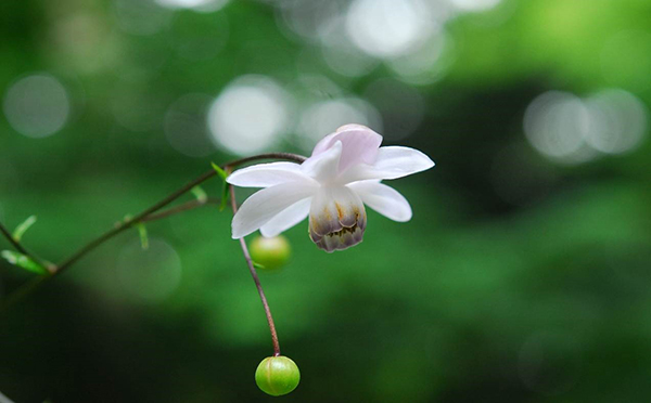 六甲高山植物園 林床に咲く涼しげな花 森の妖精 レンゲショウマが見頃です 阪神電気鉄道株式会社のプレスリリース
