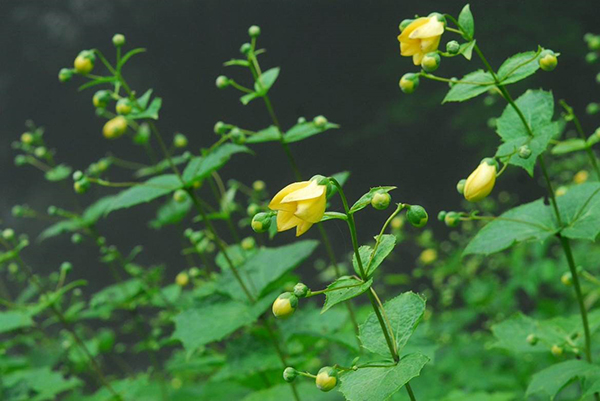 六甲高山植物園 約3 000株日本一の大群落 小説 天涯の花 で知られるキレンゲショウマが見頃です 阪神電気鉄道株式会社のプレスリリース