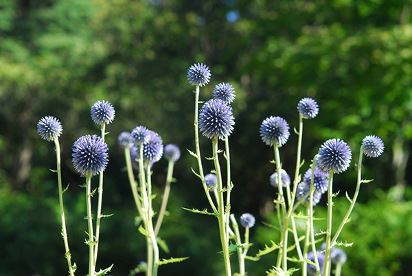 六甲高山植物園 絶滅が危惧される貴重な花 ヒゴタイ 8月下旬まで見頃です 阪神電気鉄道株式会社のプレスリリース