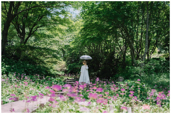 六甲高山植物園 花盛り 重なり広がるピンク色の絨毯 約6 000株のクリンソウが見頃です 阪神電気鉄道株式会社のプレスリリース