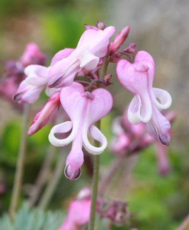 六甲高山植物園 高嶺の花 コマクサとエーデルワイス が見頃です 阪神電気鉄道株式会社のプレスリリース