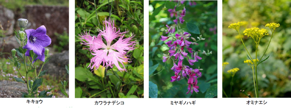 六甲高山植物園 8月7日 日 は 立秋 オミナエシ ハギ ナデシコなど 秋の七草が開花 阪神電気鉄道株式会社のプレスリリース