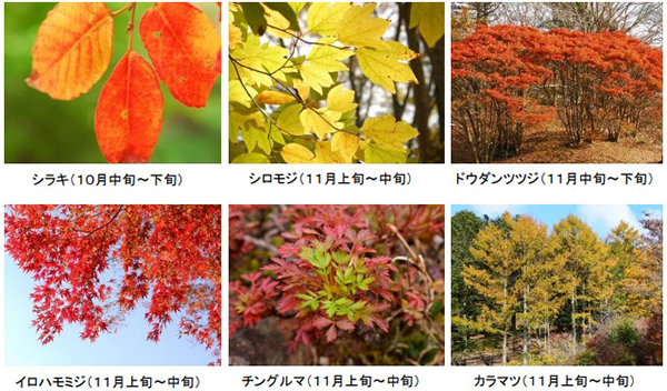 六甲高山植物園 市街地より一足早い秋の訪れ 紅葉見頃 10月下旬 11月上旬 ライトアップも開催決定 阪神電気鉄道株式会社のプレスリリース