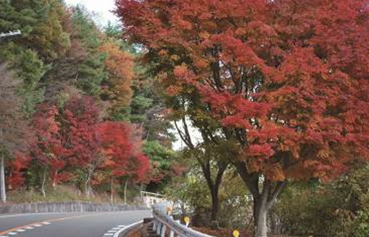 芦有ドライブウェイの紅葉