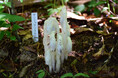 六甲高山植物園 神出鬼没?!ギンリョウソウモドキが開花しました!