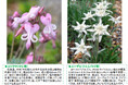 六甲高山植物園 高嶺の花 コマクサとエーデルワイス が見頃です!