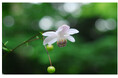 六甲高山植物園 林床に咲く涼しげな花 森の妖精 レンゲショウマが見頃です!