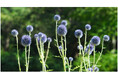 六甲高山植物園 絶滅が危惧される貴重な花 「ヒゴタイ」8月下旬まで見頃です!