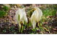 六甲高山植物園～春を告げる純白の花～ 「ミズバショウ」の群落が見頃です！