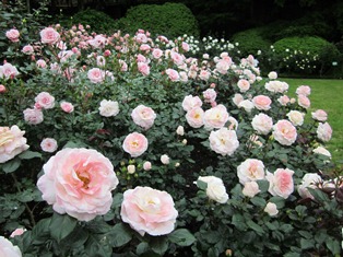 バラの小径 ローズウオーク(昨年の様子)