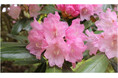 六甲高山植物園 ベストシーズン到来！ 花木の王様 ツクシシャクナゲが見頃です