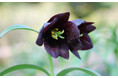 六甲高山植物園 高山植物が続々開花！ 伝説の恋の花 クロユリが見頃です！