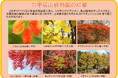 六甲高山植物園 市街地より一足早い秋の訪れ 紅葉見頃 10月下旬～11月下旬「ひかりの森～夜の芸術散歩～」開催！