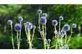 六甲高山植物園 絶滅が危惧される貴重な花「ヒゴタイ」8月下旬まで見頃です！
