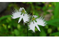 六甲高山植物園 天翔る白鷺（しらさぎ）の如き花 サギソウが開花しました！