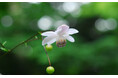 六甲高山植物園 林床に咲く涼しげな花 森の妖精 レンゲショウマが見頃です！