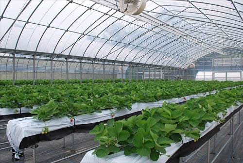 ビニールハウス内の様子