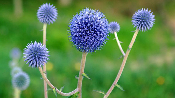 涼やかな風とともに晩夏を告げる花「ヒゴタイ」が見頃を迎えました！ | 阪神電気鉄道株式会社のプレスリリース