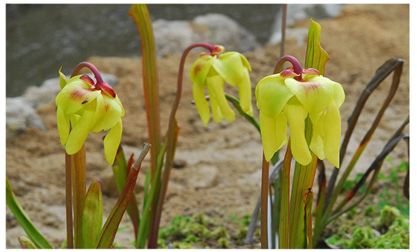 六甲高山植物園 湿生植物区 リニューアル 食虫植物 サラセニア の花が咲きました 阪神電気鉄道株式会社のプレスリリース