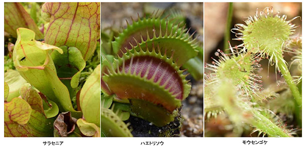 六甲高山植物園 湿生植物区 子どもたちに人気の食虫植物が見頃です 阪神電気鉄道株式会社のプレスリリース