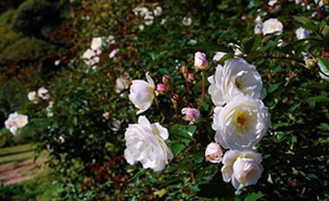 ローズウオークに咲くバラ(10月16日撮影)