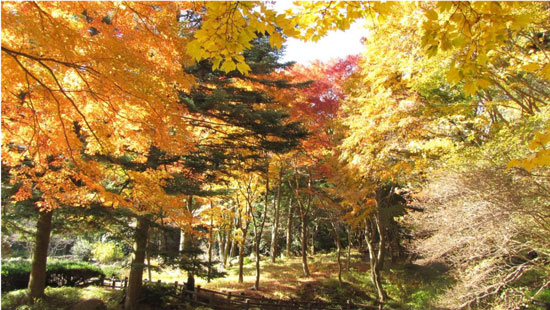 錦絵のような美しい色合い 六甲高山植物園 紅葉 が見頃です 阪神電気鉄道株式会社のプレスリリース