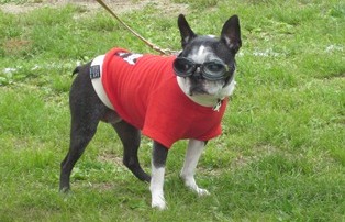 わんわんファッションショー イメージ