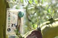 累計1万本突破・発売2周年を記念して小豆島産オリーブ使用「歯みが木」にLサイズ（大きい中型犬用）が数量限定で新登場！
