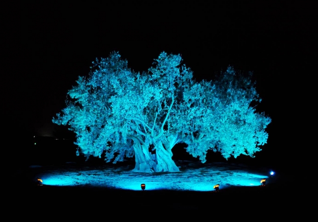 小豆島 オリーヴの森EASTにある「樹齢千年のオリーヴ大樹」