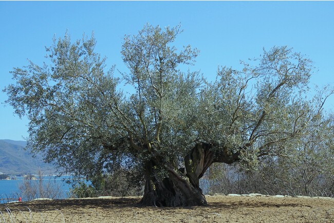 「樹齢千年のオリーヴ大樹」シンボルツリー
