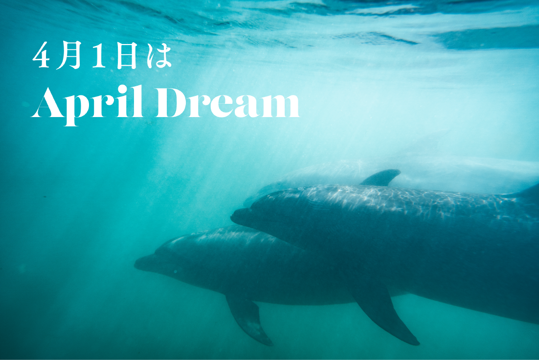 壱岐イルカパーク リゾート 日本で一番イルカが幸せな飼育施設となり 日本で唯一のイルカと泊まれるリゾート開発を目指す そして 人とイルカが共存できる サンクチュアリになる Iki Park Management株式会社のプレスリリース