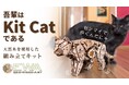 組み立てても歩かせても楽しい、猫型の木製組み立てキット「Kit Cat」がMakuakeにて予約販売開始!