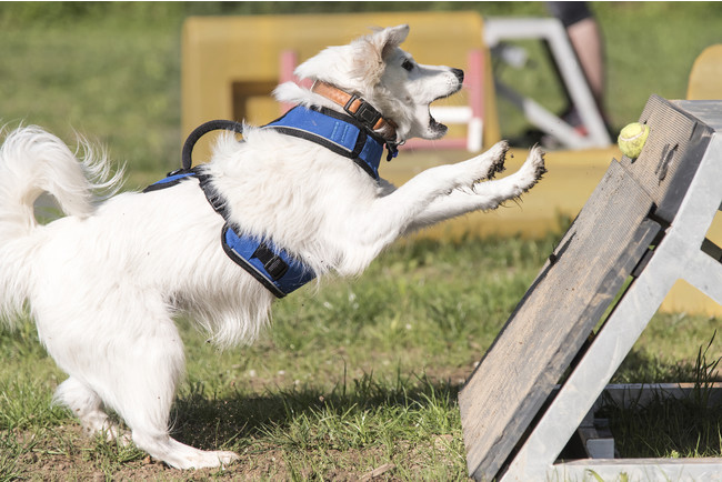 親犬・子犬の健康と幸せを第一に考えるブリーダー様へ