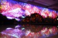 ~フラワーダイニング&バー「FLOWER WALL MONE」~“花々の幻想”四季を楽しむプロジェクションマッピングとフォトジェニックな花手まり寿司体験ができるお花見イベントを開催。