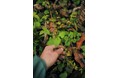 【TIGER MOUNTAIN】吉田勝信 個展「Design, Foraging, Printing」9月3日(水)開催のお知らせ