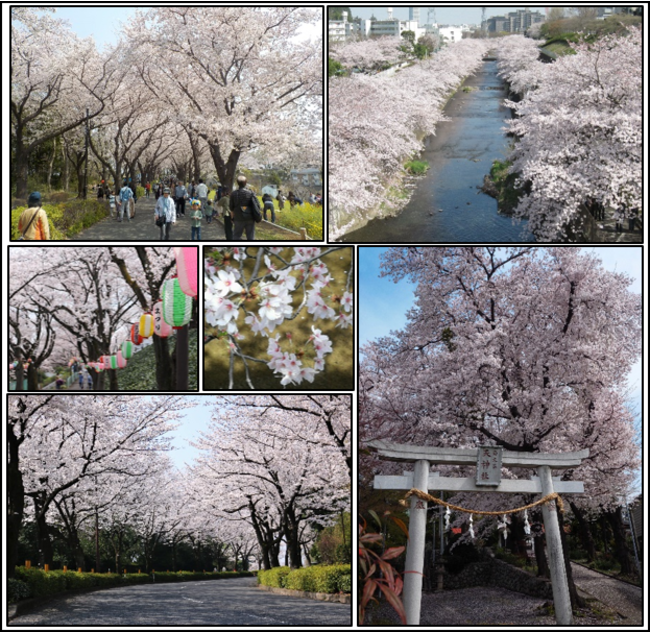 ふるさと納税 桜を植えよう まちだのさくら を未来へ を募集 町田市役所のプレスリリース