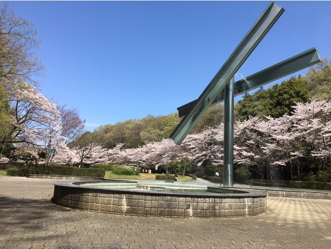 ふるさと納税 桜を植えよう まちだのさくら を未来へ を募集 町田市役所のプレスリリース