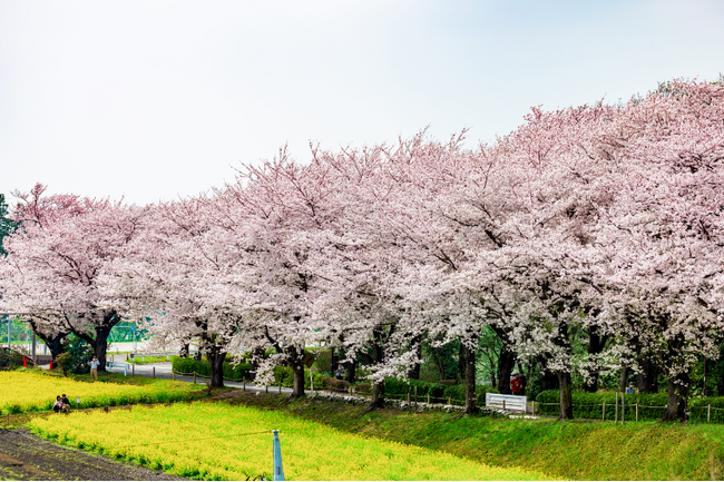 【東京都町田市】2024町田さくらまつりを開催します